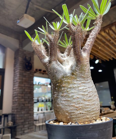 パキポディウム グラキリス　Pachypodium gracilius 　発根済　(gk-452）