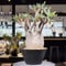 パキポディウム グラキリス Pachypodium gracilius 発根済 (gk-231)