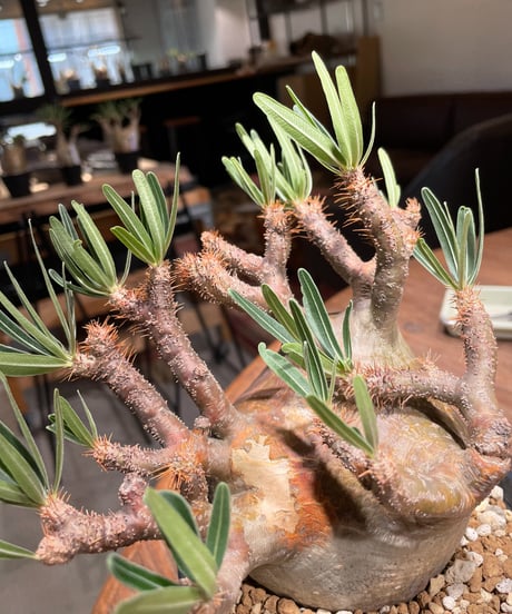 パキポディウム グラキリス　Pachypodium gracilius 　発根済　(gk-406)