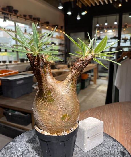 パキポディウム グラキリス　Pachypodium gracilius 　発根済　(gk-526）
