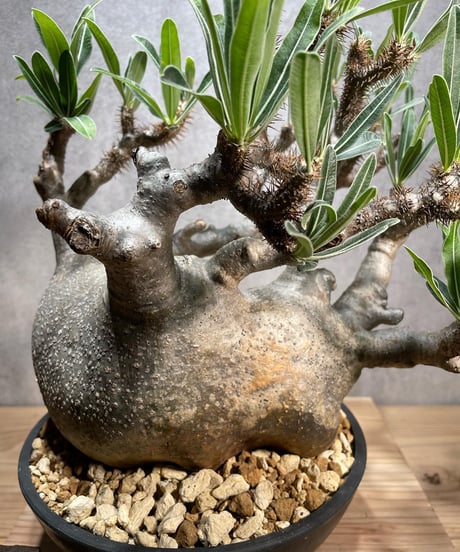 パキポディウム グラキリス　Pachypodium gracilius 　発根済　(商品番号gk-67)
