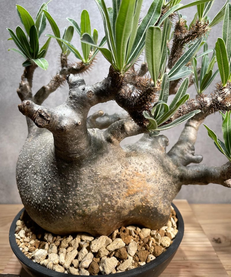 パキポディウム グラキリス Pachypodium gracilius 発根済 (商品 パキポディウム グラキリス Pachypodium gracilius 発根済 (商品