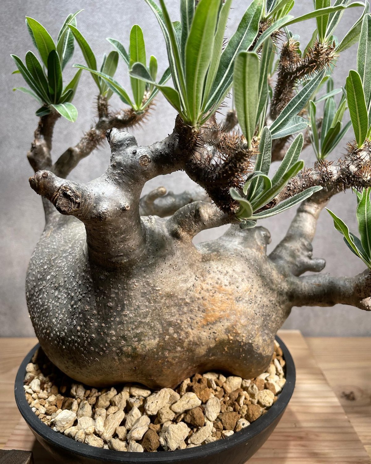 パキポディウム グラキリス Pachypodium gracilius 発根済 (商品 パキポディウム グラキリス Pachypodium gracilius 発根済 (商品