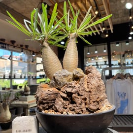 7株追加！ | RISE-CAUDEX ONLINE STORE