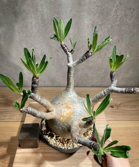 パキポディウム グラキリス　Pachypodium gracilius 　発根済　(商品番号gk-74)