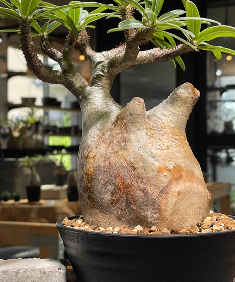 パキポディウム グラキリス　Pachypodium gracilius 　発根済　(gk-493）