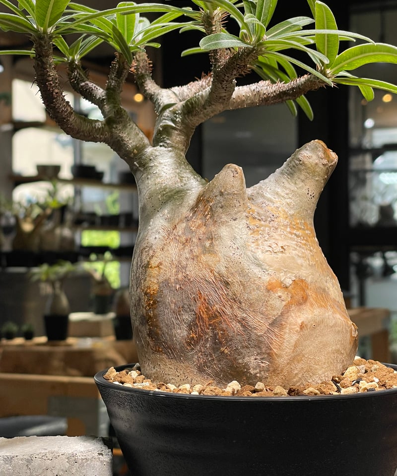 パキポディウム グラキリス Pachypodium gracilius 発根済 (gk-49