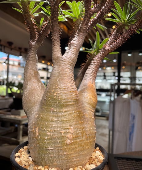 パキポディウム グラキリス　Pachypodium gracilius 　発根済　(gk-504）