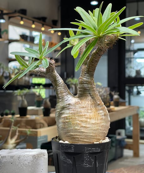 パキポディウム グラキリス　Pachypodium gracilius 　発根済　(gk-487)