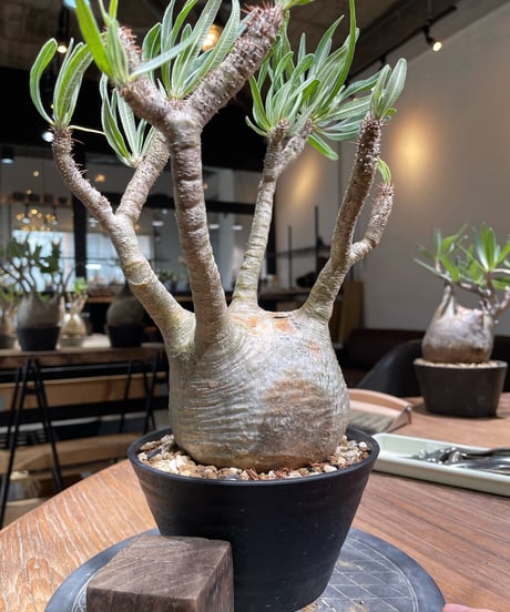 パキポディウム グラキリス　Pachypodium gracilius 　発根済　(gk-372)