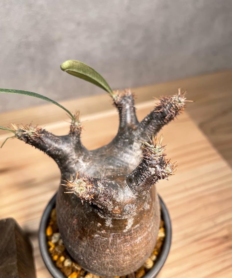 パキポディウム グラキリス Pachypodium gracilius 発根済 (商品