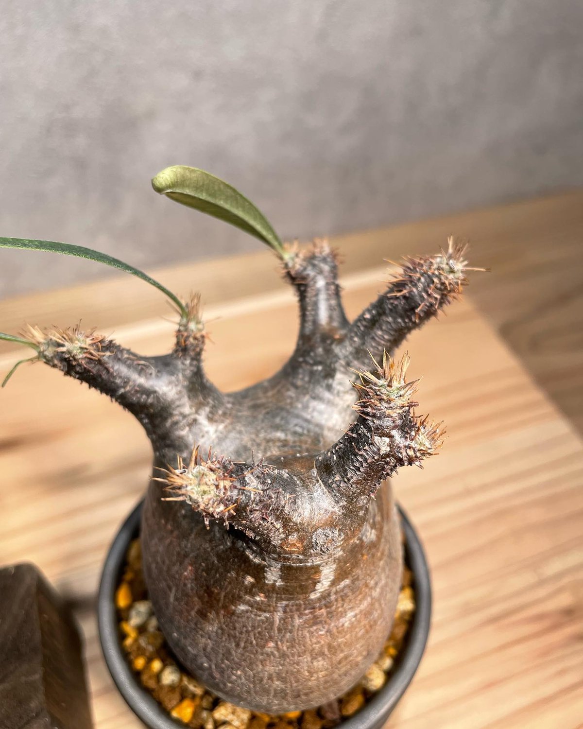ザ*）様 パキポディウム グラキリス 発根済pachypodhium Graci 123G 発根済み パキポディウム グラキリス Pachypodium