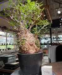 オペルクリカリア パキプス／Operculicarya pachypus 発根済 (商品番号P