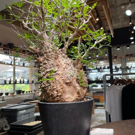 パキプス亀 pachypus | STORES