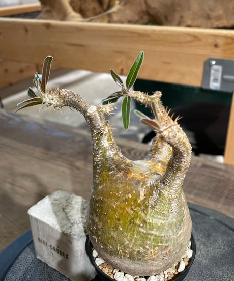 パキポディウム グラキリス　Pachypodium gracilius 　発根済　(gk-431)
