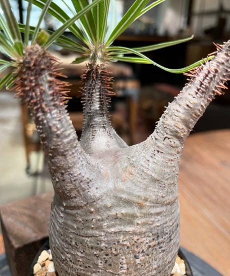 パキポディウム グラキリス　Pachypodium gracilius 　発根済　(gk-376)