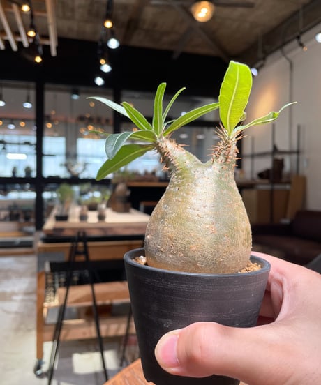 パキポディウム グラキリス　Pachypodium gracilius 　発根済　(gk-379)