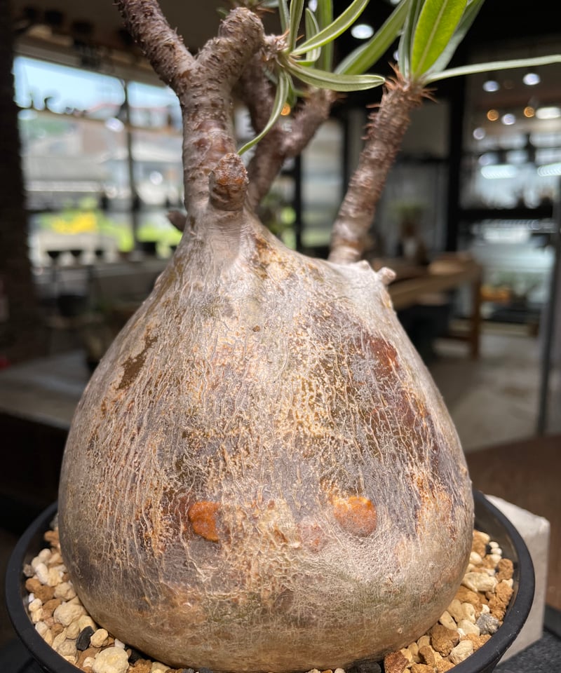 パキポディウム グラキリス Pachypodium gracilius 発根済 (gk-48