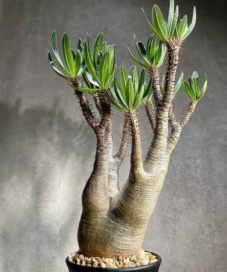 パキポディウム グラキリス　Pachypodium gracilius 　発根済　(商品番号gk-86)