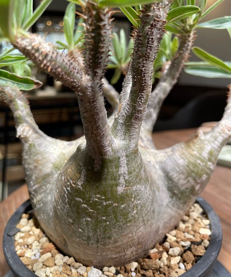 パキポディウム グラキリス　Pachypodium gracilius 　発根済　(gk-365)
