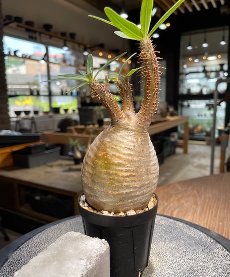 パキポディウム グラキリス　Pachypodium gracilius 　発根済　(gk-488)