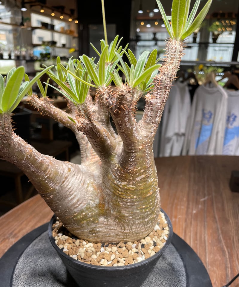 OZWRT Pachypodium Graciliphant グラキリファン OZWRT Pachypodium Graciliphant グラキリファン