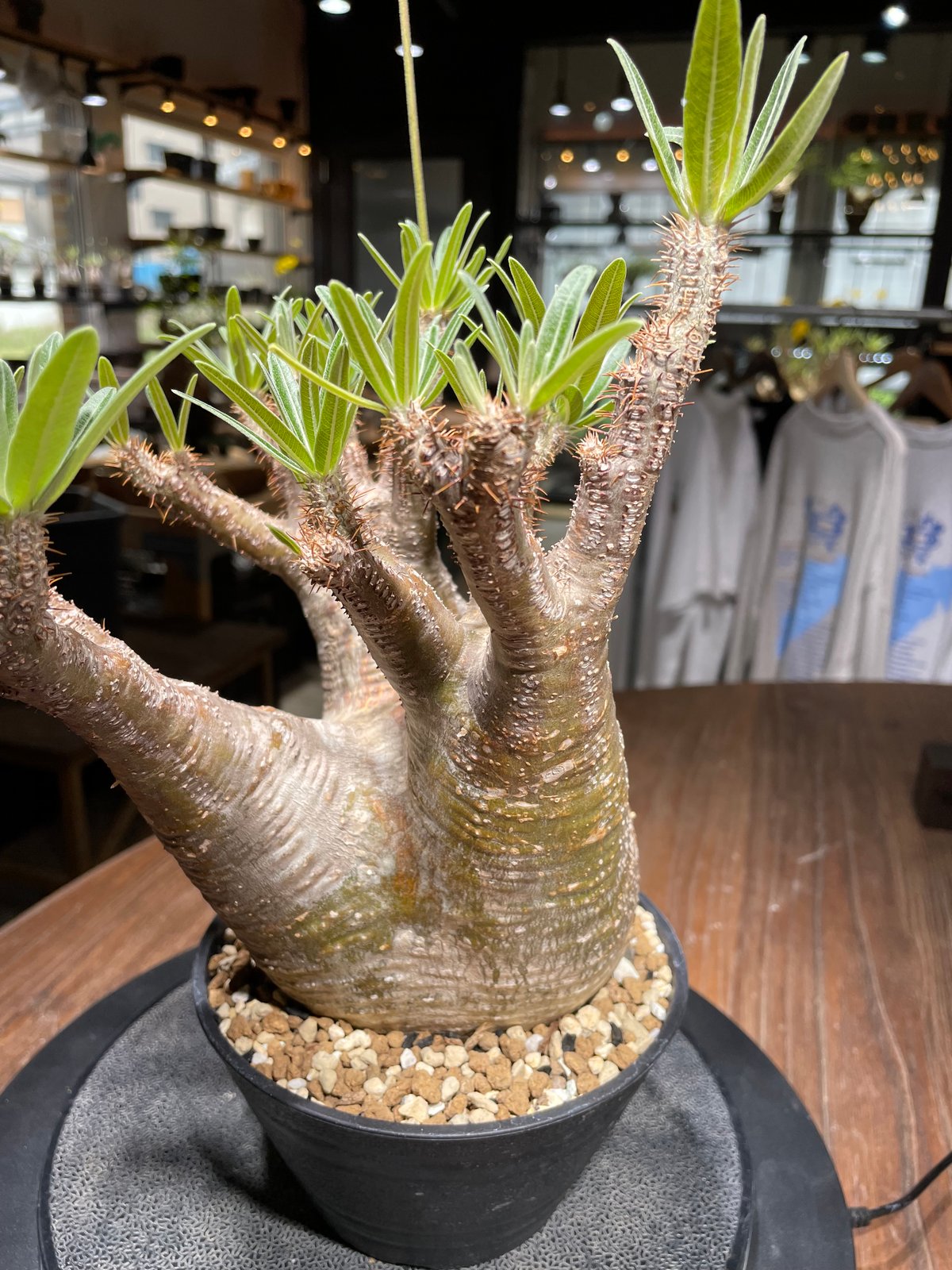 ザ*）様 パキポディウム グラキリス 発根済pachypodhium Graci パキポディウム グラキリス Pachypodium gracilius 発根済 (gk-31