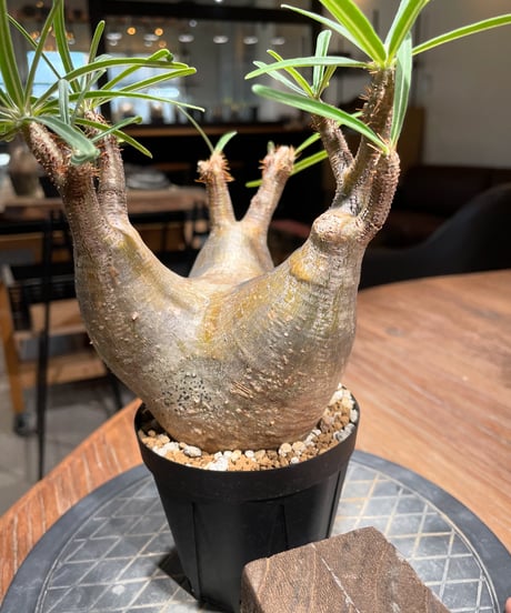 パキポディウム グラキリス　Pachypodium gracilius 　発根済　(gk-404)