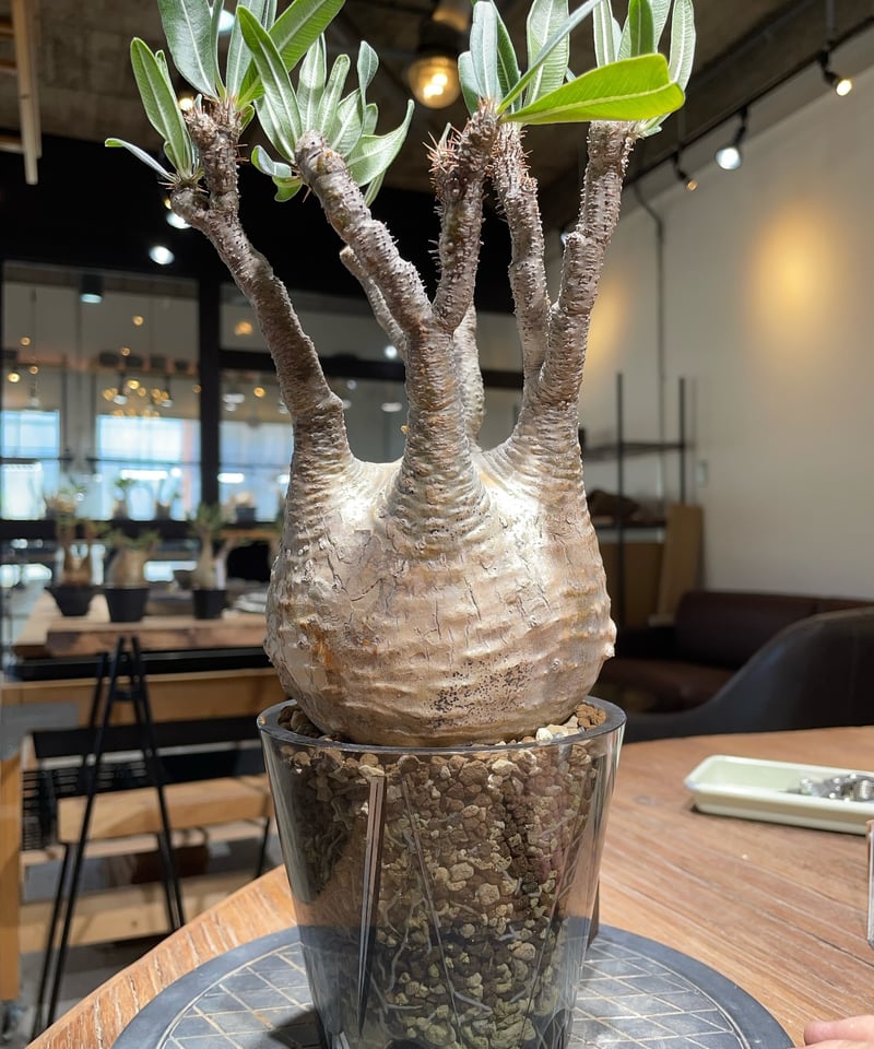 パキポディウム グラキリス Pachypodium gracilius 発根済 (gk-40