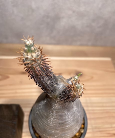 パキポディウム グラキリス　Pachypodium gracilius 　発根済　(商品番号gk-68valiem)  VALIEM 　(VALIEMタグ付き)