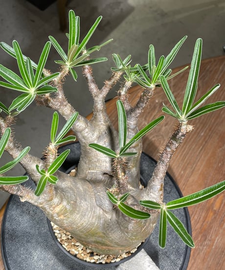 パキポディウム グラキリス　Pachypodium gracilius 　発根済　(gk-532)