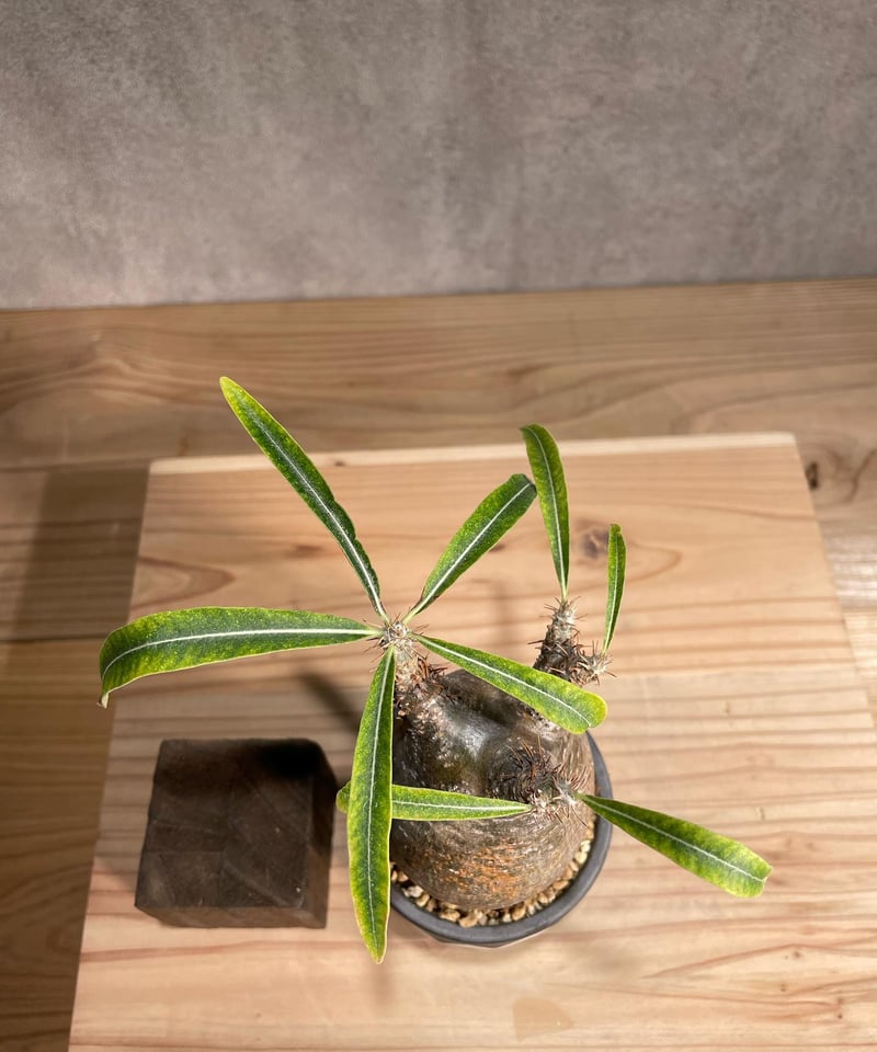 パキポディウム グラキリス Pachypodium gracilius 発根済 傷あり (