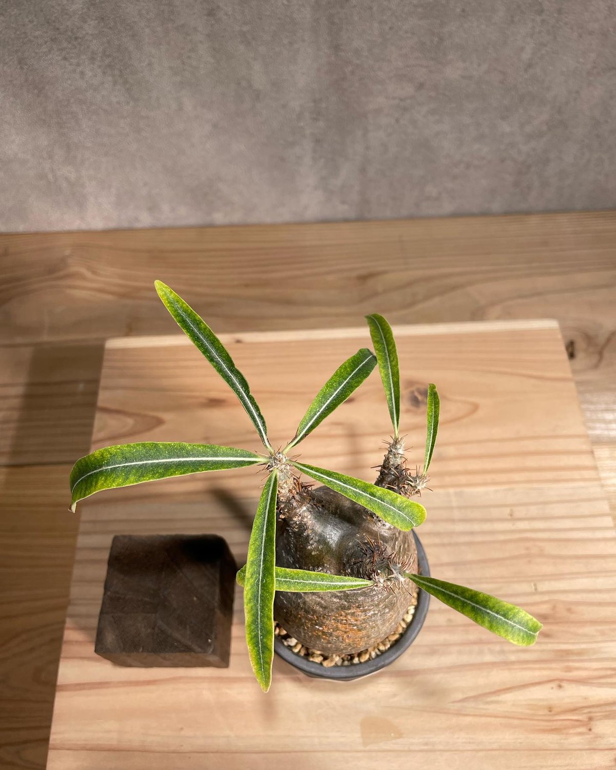 パキポディウム グラキリス Pachypodium gracilius 発根済 傷あり (