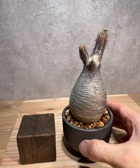 パキポディウム グラキリス　Pachypodium gracilius 　発根済　(商品番号gk-68valiem)  VALIEM 　(VALIEMタグ付き)