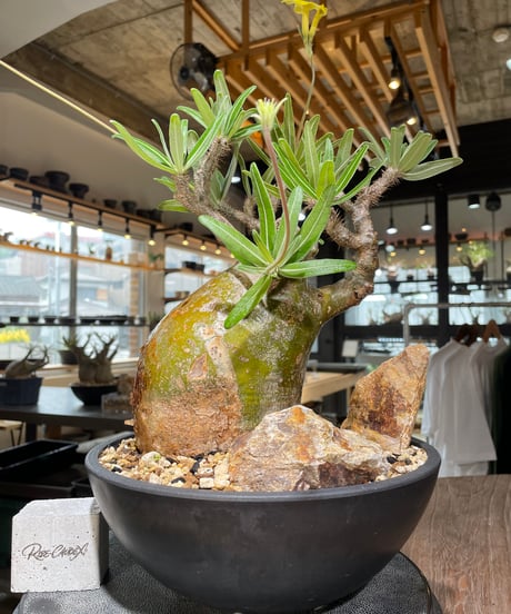 パキポディウム グラキリス　Pachypodium gracilius 　発根済　(gk-549)