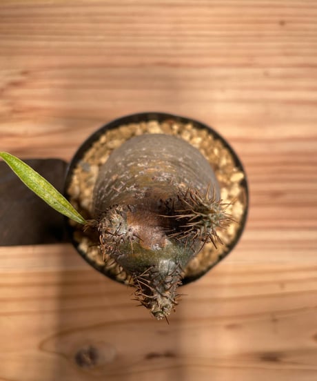 パキポディウム グラキリス　Pachypodium gracilius 　発根済　(商品番号gk-46)