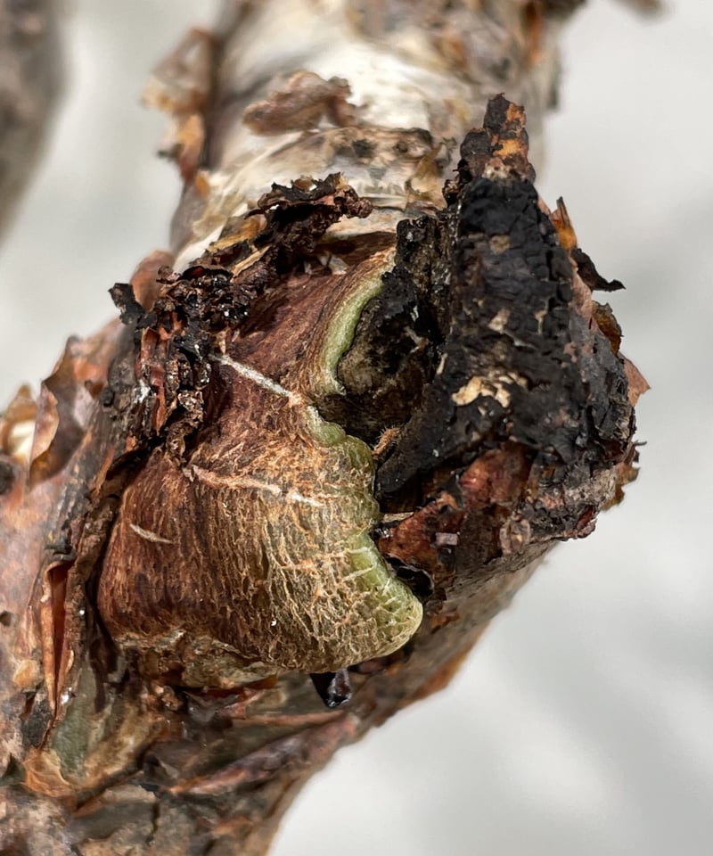 コミフォラ モンストローサ /Commiphora monstrosa 発根済 (幹幅