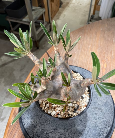 パキポディウム グラキリス　Pachypodium gracilius 　発根済　(gk-572)