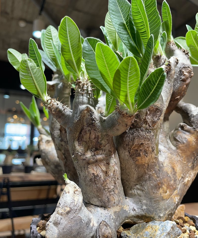 パキポディウム デンシフローラム 発根済 (ds-001km) 鉢：Kuniaki Mats