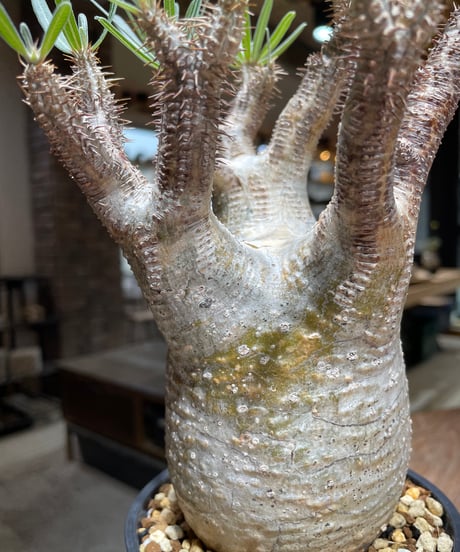 パキポディウム グラキリス　Pachypodium gracilius 　発根済　(gk-452）