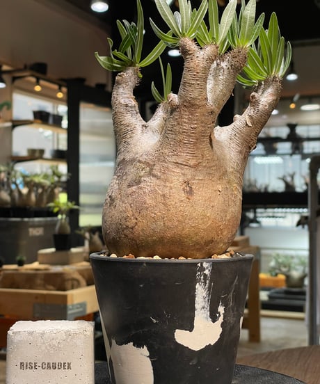 パキポディウム イノピナツム　Pachypodium inopinatum 　発根済　(pi-101)