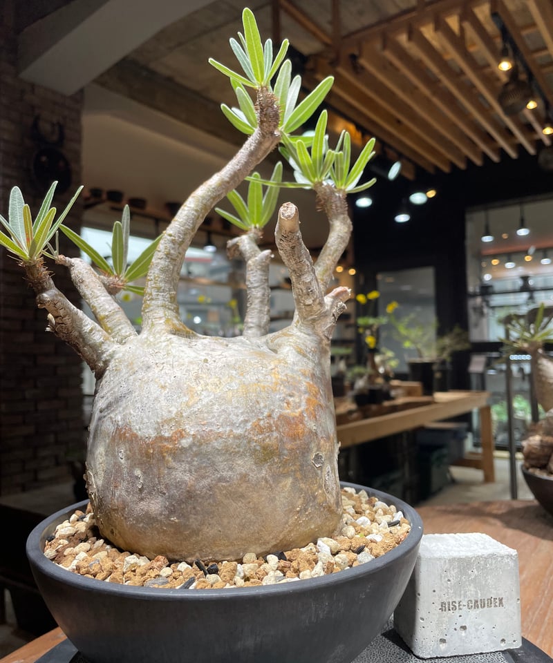 発根済み グラキリス 塊根 パキポディウム グラキ 抜苗 U528【最新到着】Pachypodium グラキリス（S）（現地球・抜き苗