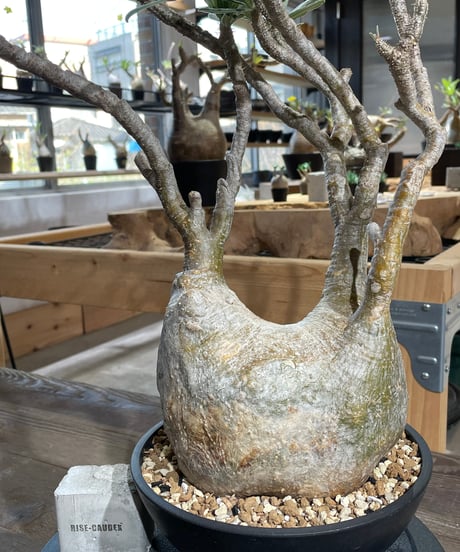 パキポディウム グラキリス　Pachypodium gracilius 　発根済　(gk-428)