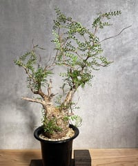 オペルクリカリア パキプス 根差し (商品番号PP-74) | RISE-CAUDEX ONL