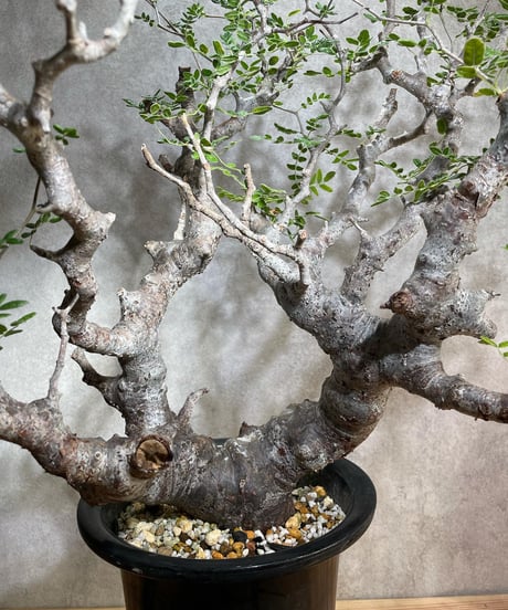 コミフォラ モンストローサ /Commiphora monstrosa　発根済　 (幹幅約6.5cm)　(商品番号mr-14)
