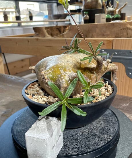 パキポディウム グラキリス　Pachypodium gracilius 　発根済　(gk-433)