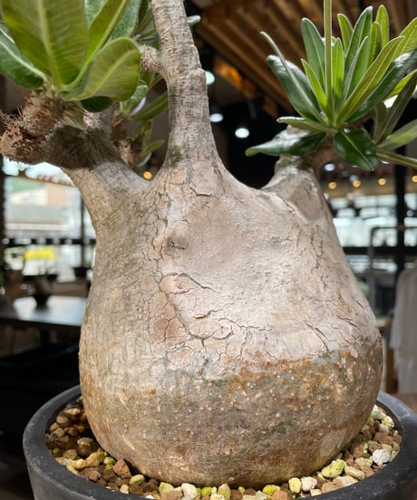 パキポディウム グラキリス　Pachypodium gracilius 　発根済　(gk-563)