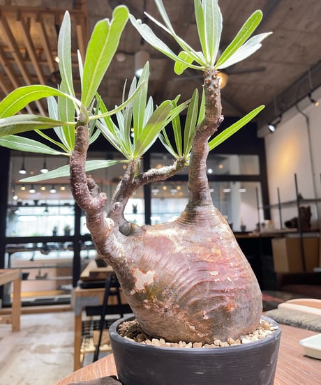 パキポディウム グラキリス　Pachypodium gracilius 　発根済　(gk-366)