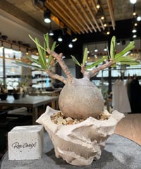 パキポディウム グラキリス　Pachypodium gracilius 　発根済　(gk-571) (鉢：LAVOR Ssize WHITESAND)