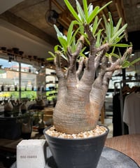 パキポディウム グラキリス　Pachypodium gracilius 　発根済　(gk-531)